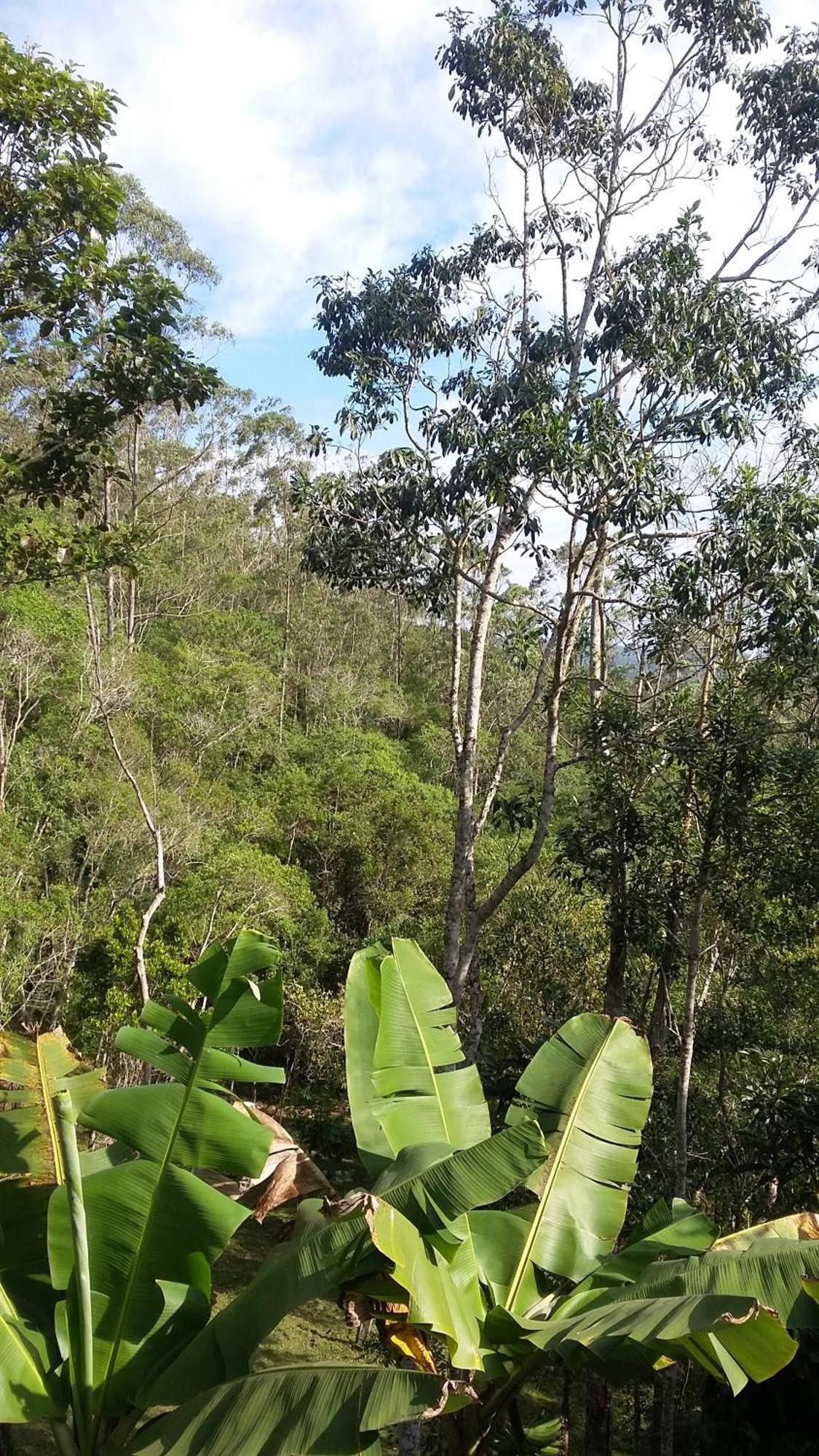 Kitnet Em Meio A Mata Atlantica 茹基蒂巴 外观 照片